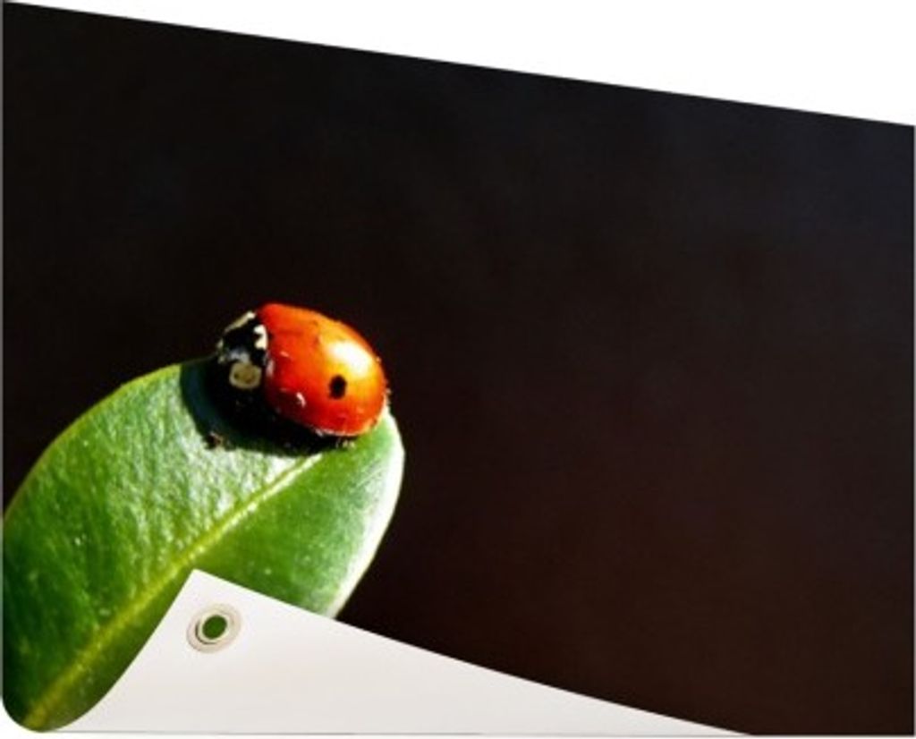 Gartenposter - 60x40 cm - Marienkäferblatt schwarzer Hintergrund - Modernes Wandbilder