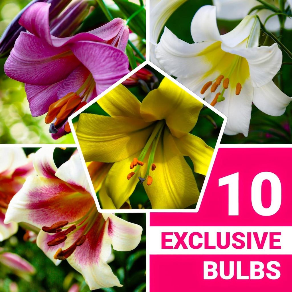 Winterharde dahlia-bollen, meerjarig - Collectie Productafbeelding 