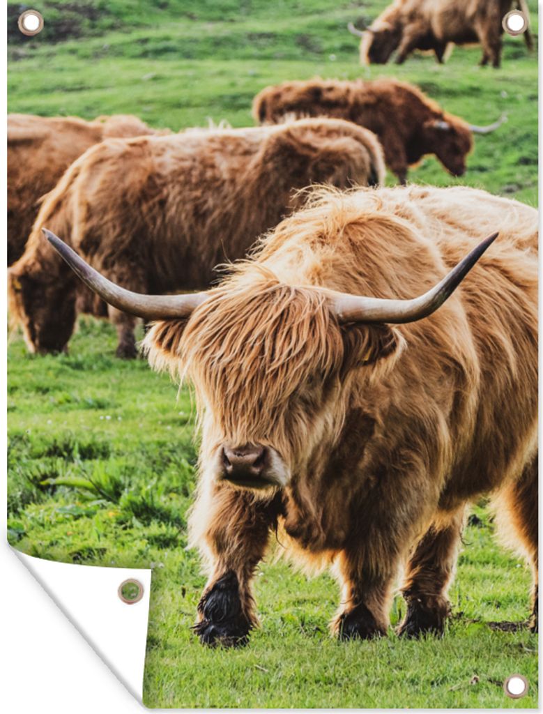 MuchoWow 30x40 cm Outdoor-Poster Gartendeko Sichtschutz Garten Poster für den Garten Schottischer Hochländer - Kühe - Gras