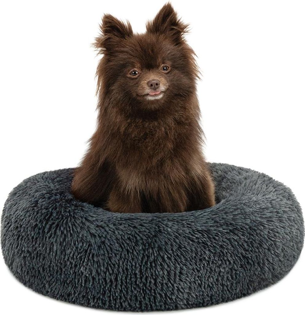 A small brown dog sitting in a round, dark gray dog bed.