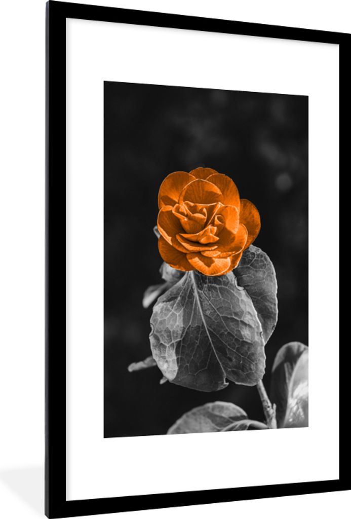 MuchoWow MuchoWow Gerahmtes Poster Blumen - Rosen - Orange - Schwarz - Weiß 60x90 cm - Poster mit zchwarzem Bilderrahmen - Dekoration - Wandpo...
