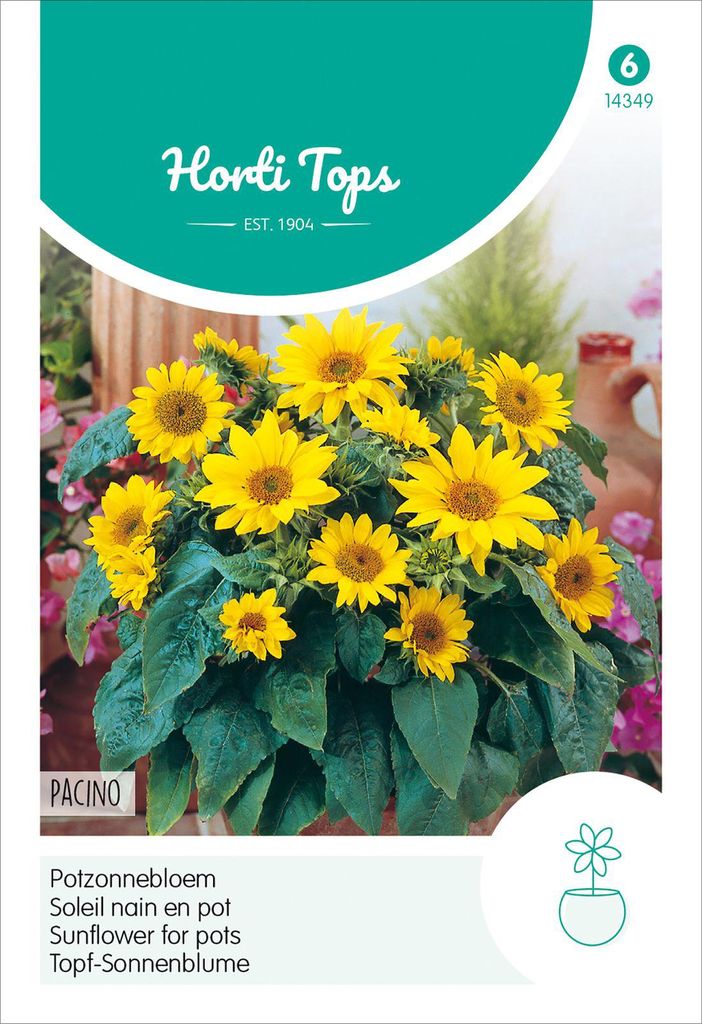 Topf-Sonnenblume Pacino | Sonnenblumensamen von Hortitops