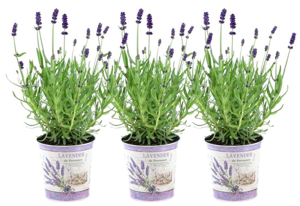 Plants by Frank | 3 Blauer Duft-Lavendel Pflanzen im Dekotopf 'Old Look' | Lavandula Angustifolia Felice | Echter Lavendel | Gartenpflanzen