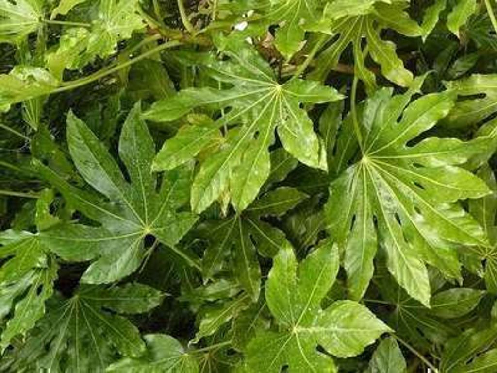 Fatsia japonica (aralia_sieboldii) - Zimmeraralie 60- + cm Container