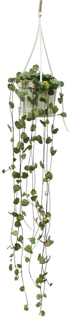 Zimmerpflanze zum Hängen Ceropegia woodii Leuchterblume Produktbild 