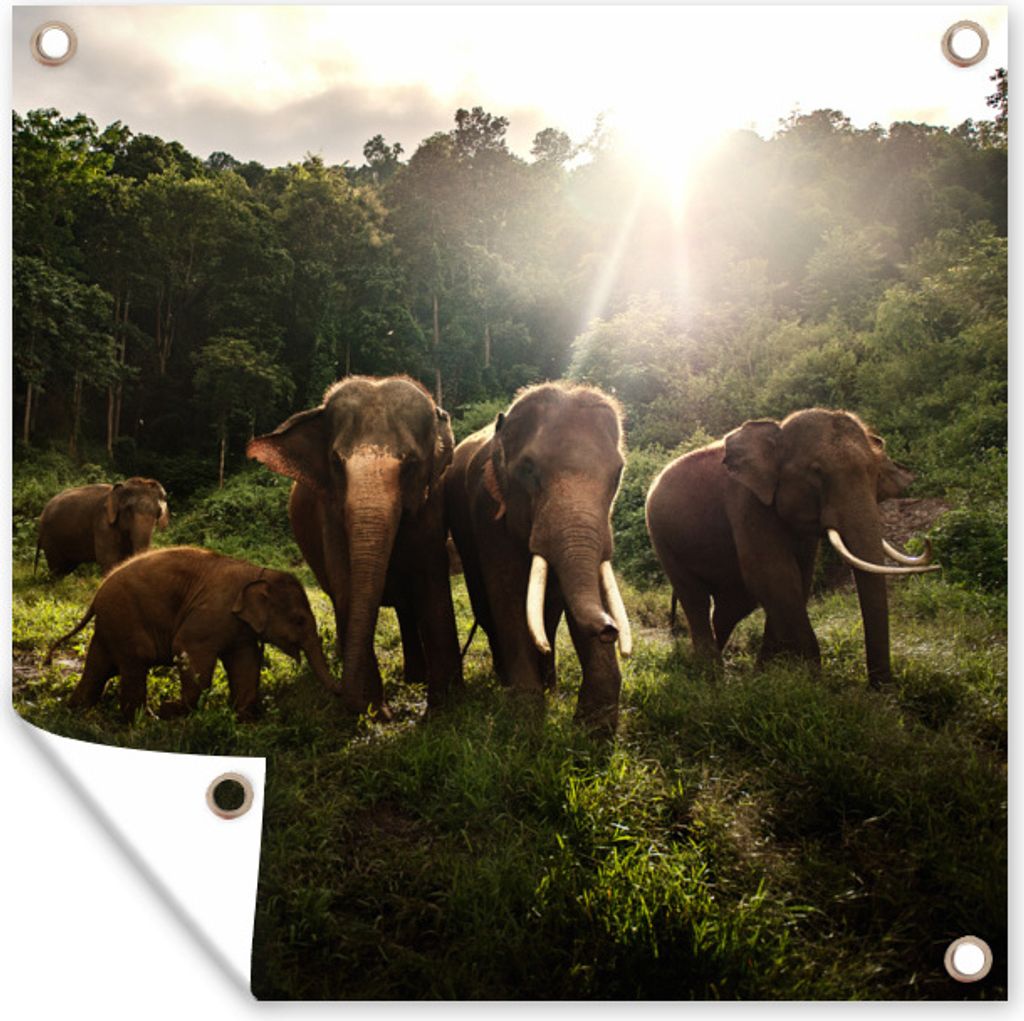 MuchoWow 100x100 cm Outdoor-Poster Gartendeko Sichtschutz Garten Poster für den Garten Wald - Elefanten - Licht