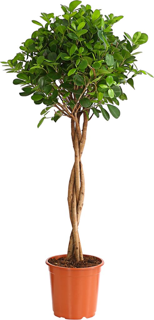 Dehner Lorbeer-Feige Moclame, mit Stämmchen, 120 - 140 cm, Produktbild 