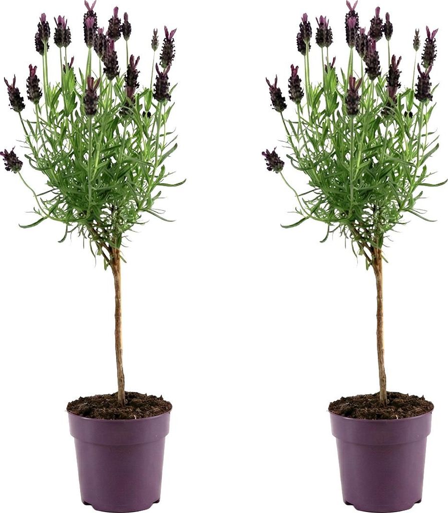 2x Lavandula Stoechas Anouk Stam P12 H30