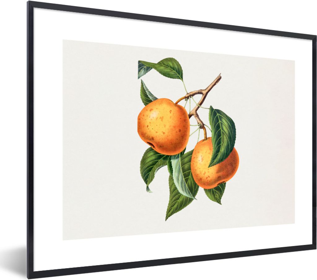 MuchoWow Gerahmtes Poster Orangen - Zweig - Lebensmittel 40x30 cm - Poster mit Schwarzem Bilderrahmen Wandposter Rahmen Foto Bilder - Kunstposter...