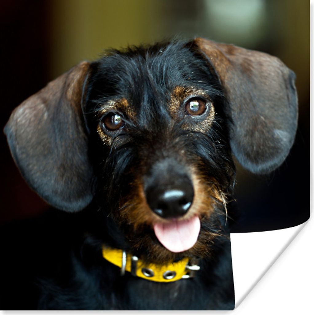 MuchoWow Poster Niedlicher schwarzer Dachshund 100x100 cm - Babyzimmer