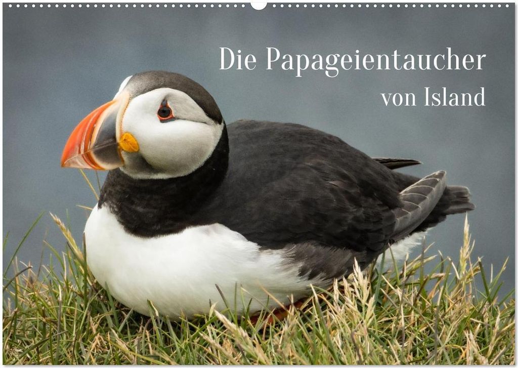 Die Papageientaucher von Island (Wandkalender 2026 DIN A2 quer), CALVENDO Monatskalender