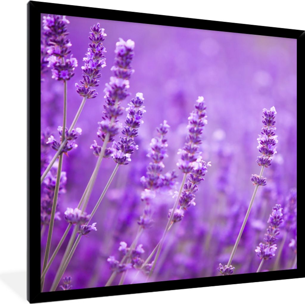 MuchoWow Gerahmtes Poster Lavendel - Nahaufnahme - Blumen - Lila 40x40 cm - Poster mit Schwarzem Bilderrahmen Wandposter Rahmen Foto Bilder - Mit...