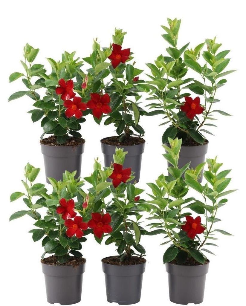 Dipladenia, rot - 6 Pflanzen Produktbild 