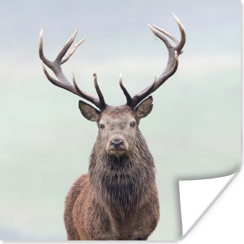 MuchoWow Poster Hirsche - Gras - Himmel 100x100 cm - Babyzimmer