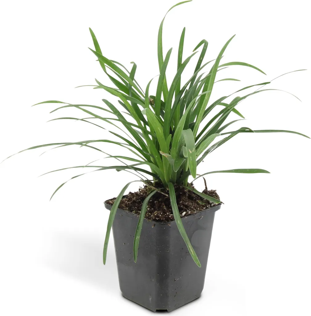 Liriope muscari Big Blue persistant - Floraison bleue - Set de 12 plants