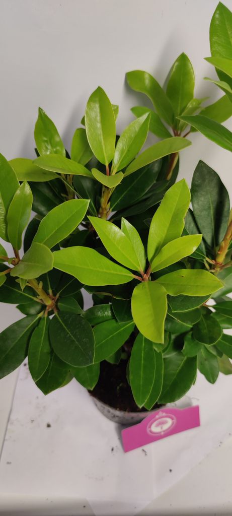 Rhododendron 'Catawbiense Grandiflorum' Rosa Blten  Hhe
