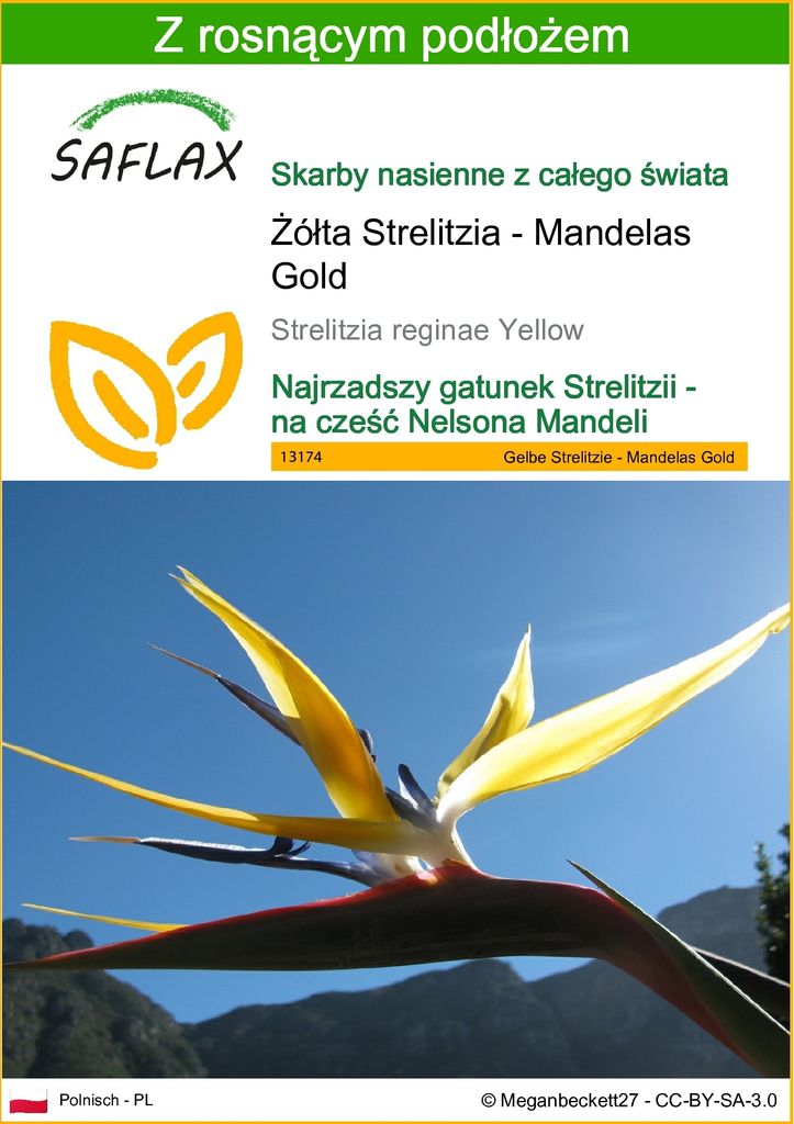 SAFLAX - Żółta Strelitzia - Mandelas Gold - 4 Nasiona - Z Zdjęcie produktu 