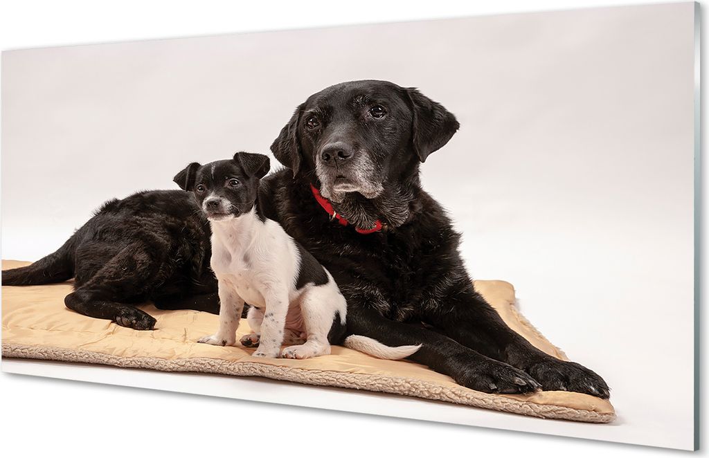 Glasbilder 120x60 Wandkunst liegen Hunde
