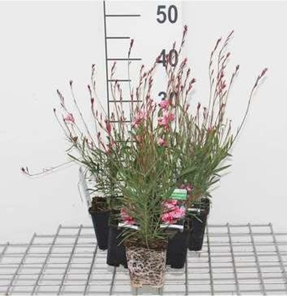 6 x Gaura lindh. 'Siskiyou Pink' (oenothera lindh.) - Gaura - Topf 9 x 9 cm
