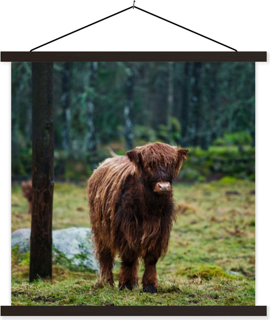 MuchoWow Textilposter Schottisches Hochlandrind - Wald - Moos 60x60 cm mit schwarzem Rahmen - Posteraufhänger