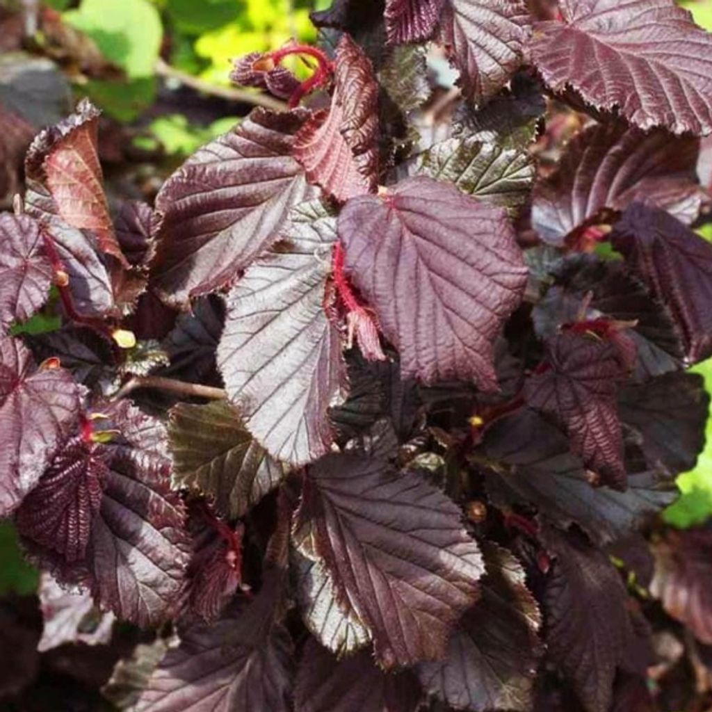 Haselnuß-Strauch - Corylus avellana 'Red Majestic' | 30-40 cm in Container