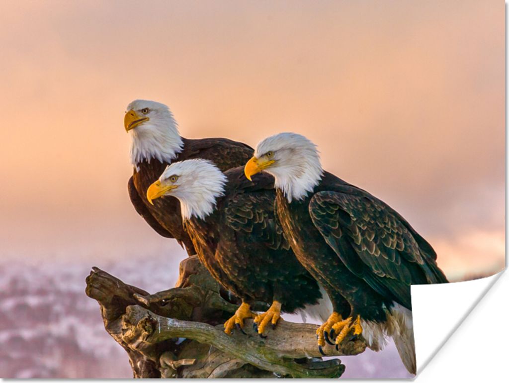MuchoWow Poster Vögel - Natur - Raubvögel - Adler 120x90 cm - Wandbild