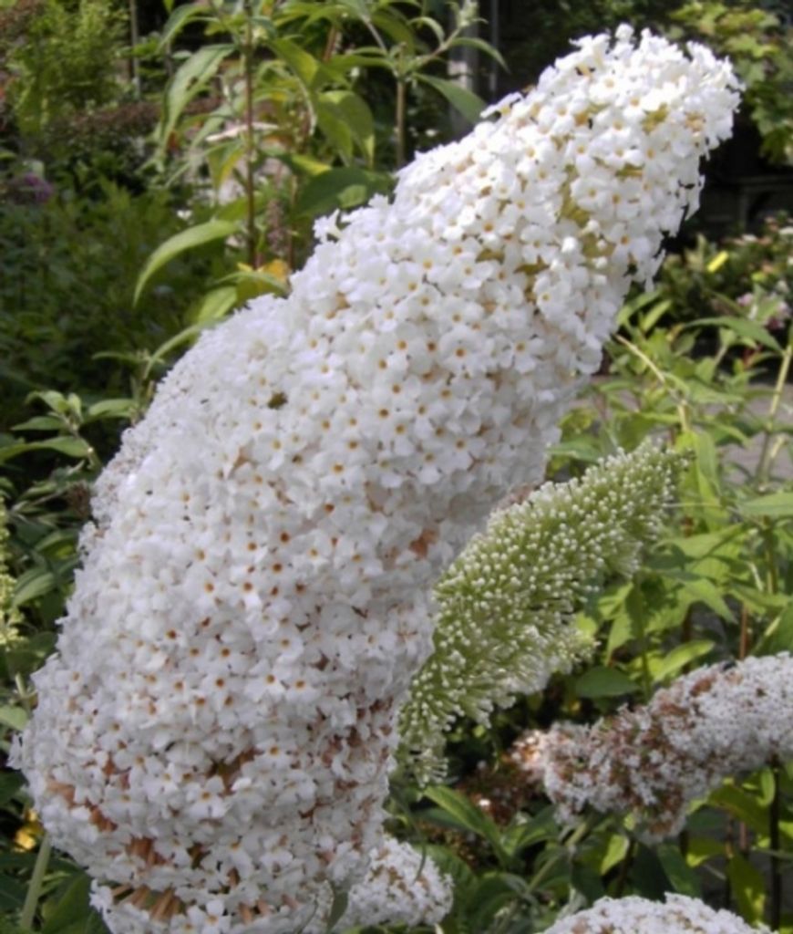 Schmetterlingsstrauch davidii Peace - Buddleja davidii Peace (60-100)