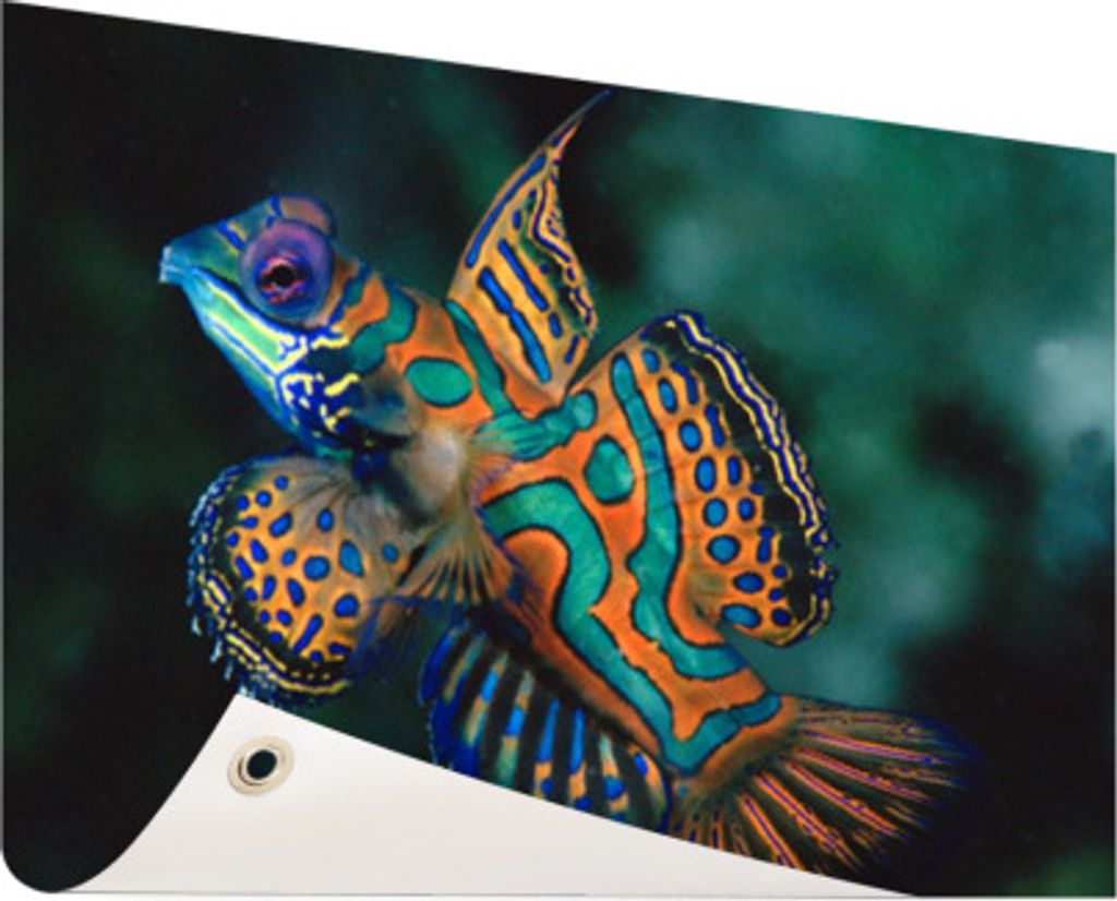 MuchoWow 60x40 cm Outdoor-Poster Gartendeko Sichtschutz Garten Poster für den Garten Fisch - Farbe - Makro