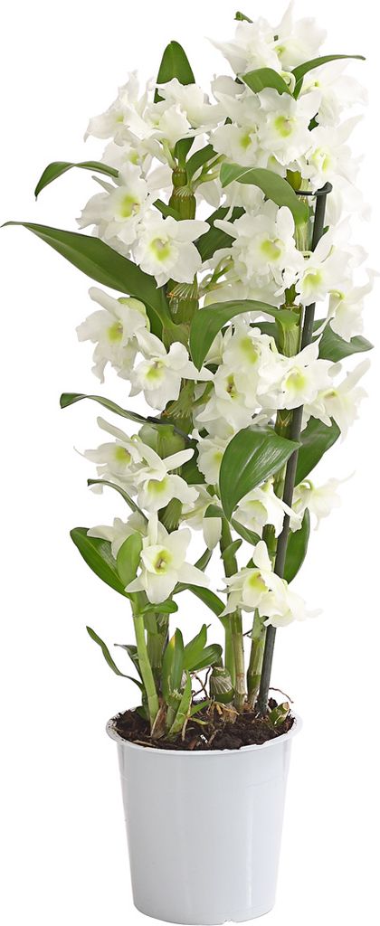 Dehner Traubenorchidee, üppige weiße Blüten, ca. 40-50 cm, Produktbild 