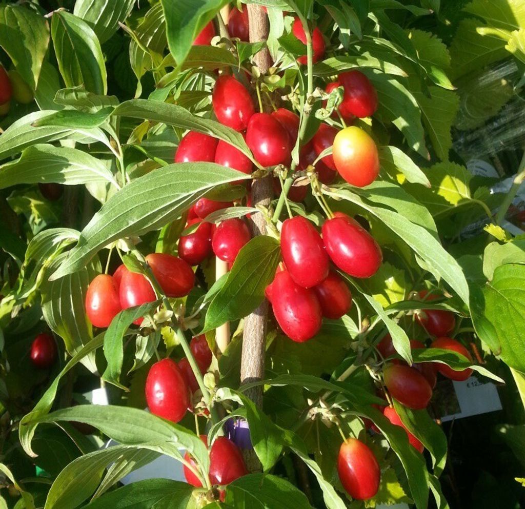 Kornelkirsche Jolico - Cornus mas