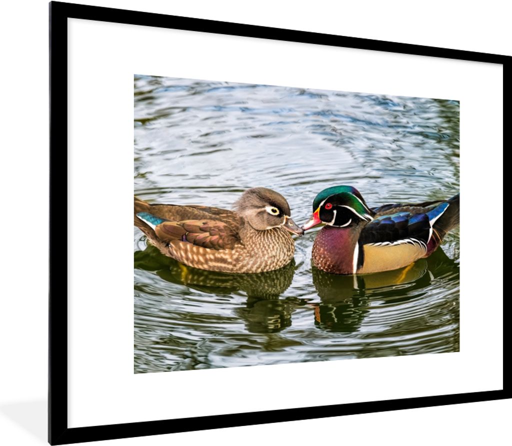 MuchoWow Gerahmtes Poster Ente - Vögel - Wasser - Federn - Tiere 80x60 cm - Poster mit Schwarzem Bilderrahmen Wandposter Rahmen Foto Bilder - Sc...