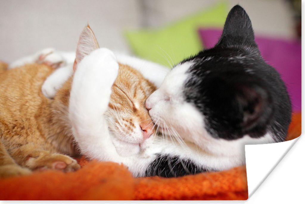 MuchoWow Poster Katzen - Kuscheltier - Animal Day 60x40 cm - Schlafzimmerdekoration