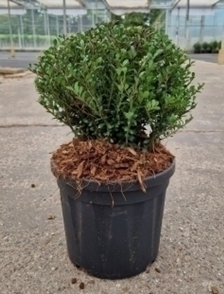 Ilex cren. 'Glorie Dwarf' - Japanische Stechpalme 20- 25 cm - Container