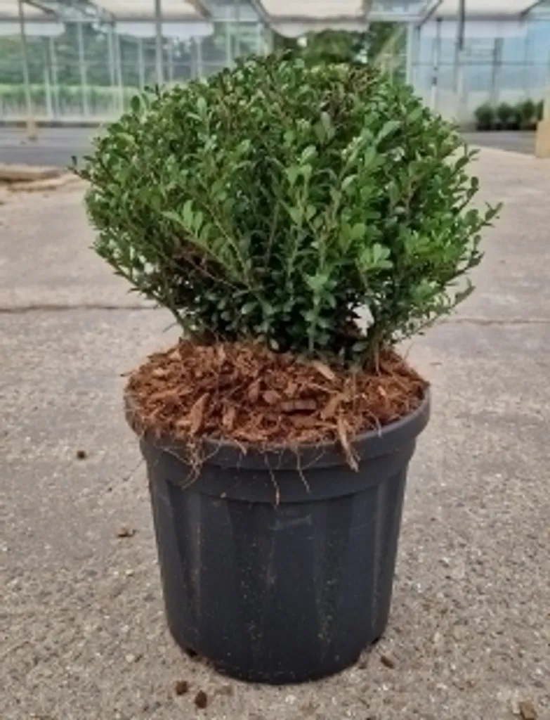 Substitut au Buis : Ilex crenata Glorie Dwarf 20-25 cm Sans Maladies