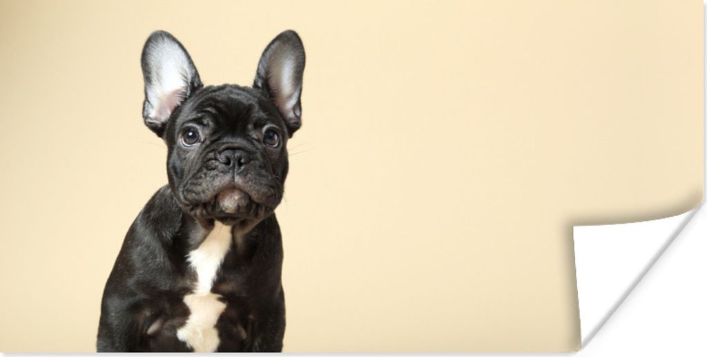 MuchoWow Poster Französische Bulldogge - Schwarz - Beige 40x20 cm - Poster für die Wand - Poster Schlafzimmer
