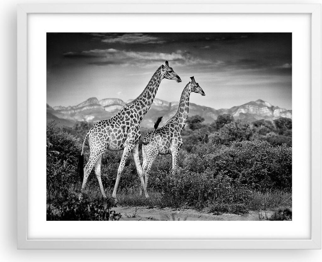 Gerahmtes Poster - Weißer Rahmen - Giraffen Schwarzweiß Produktbild 