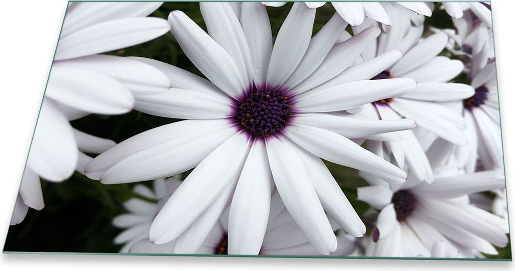 Herdabdeckplatte Glaskeramik 1 Teilig 80x52 Blumen Weiß Abdeckung Glas Spritzschutz
