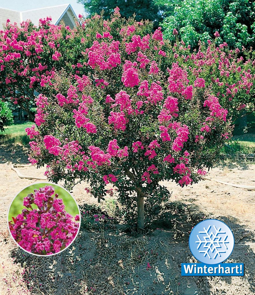 BALDUR Garten Flieder des Südens, 1 Pflanze, Lagerstroemia Produktbild 