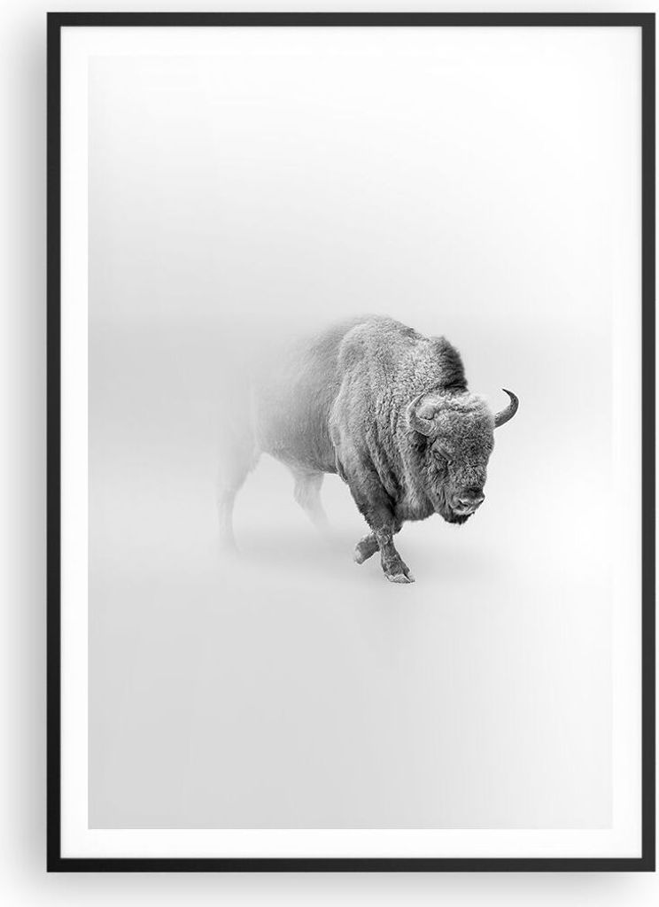 Gerahmtes Poster - Schwarzer Rahmen - Wisent Schwarzweiß Licht - 70x100 cm - Wand Bild - Wanddeko - Wandbilder - Kunstposter - Wandposter - Bilder...