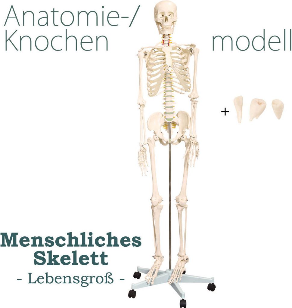 Anatomie Modell Skelett mit Knochen Körper Skeleton Produktbild 
