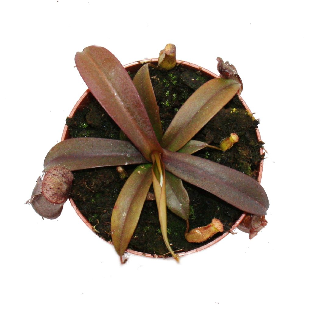 Pianta carnivora dalle foglie rosse - Nepenthes - 9 cm Immagine del prodotto 