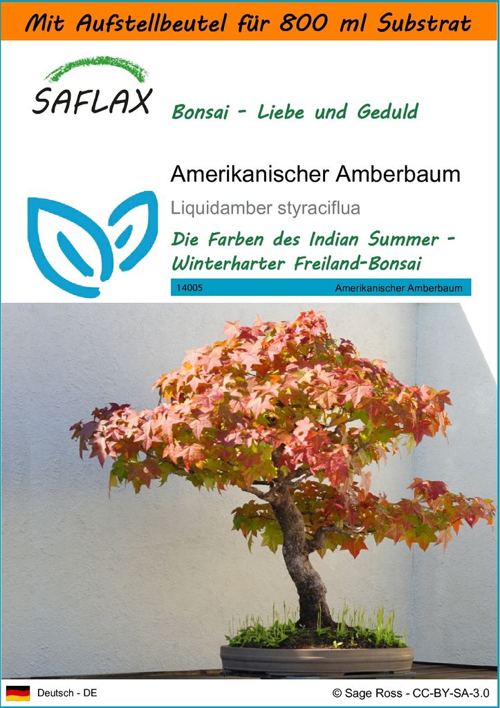 SAFLAX - Garden in the Bag - Bonsai - Amerikanischer Amberbaum - 100 Samen - Mit Anzuchtsubstrat im praktischen, selbst aufstellenden Beutel - Liqu...