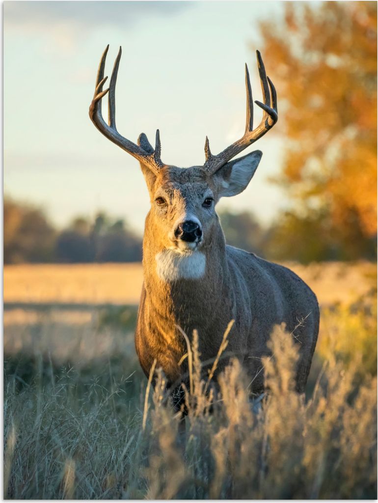 MuchoWow Poster Hirsche - Gras - Herbst - Geweih - Natur - Tiere 120x160 cm - Wandbilder
