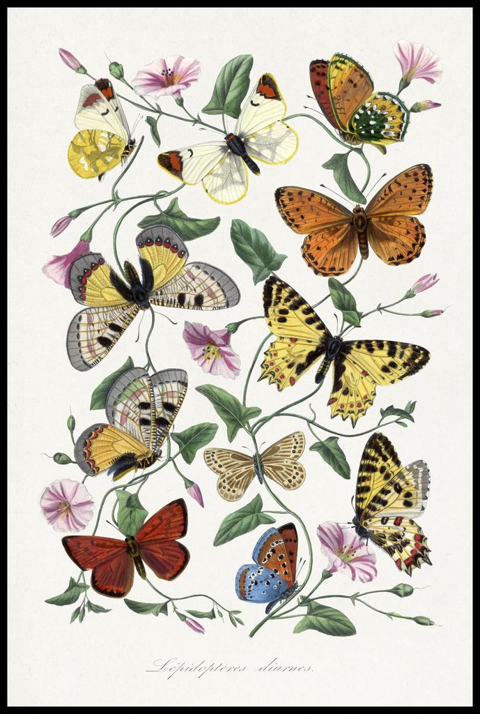 Plakat 61x91,5cm Schmetterlinge und Motten, Paul Gervais Vintage für das Wohnzimmer