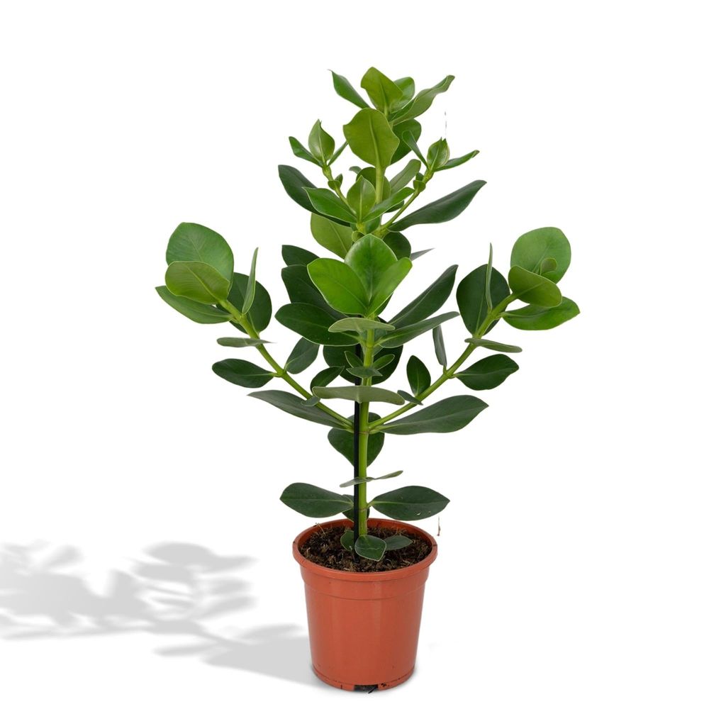 Hello Plants Clusia Prinzessin Signaturbaum - Ø 12 cm Topf - Höhe: 60 cm