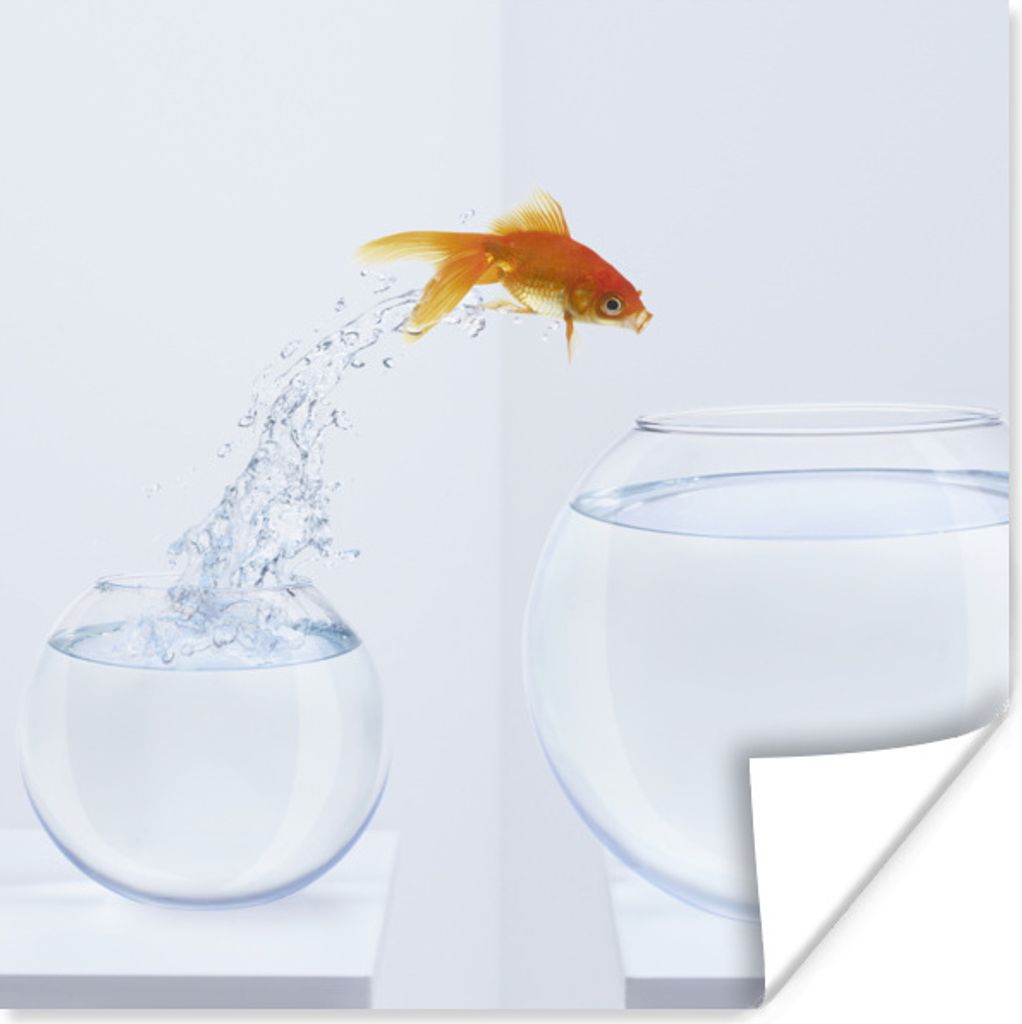 MuchoWow Poster Goldfisch - Weiß - Fischglas 75x75 cm - Wand Dekoration