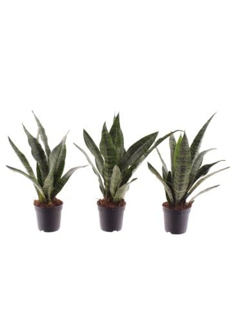 Bogenhanf Sansevieria trifasciata Black Coral 3er Set