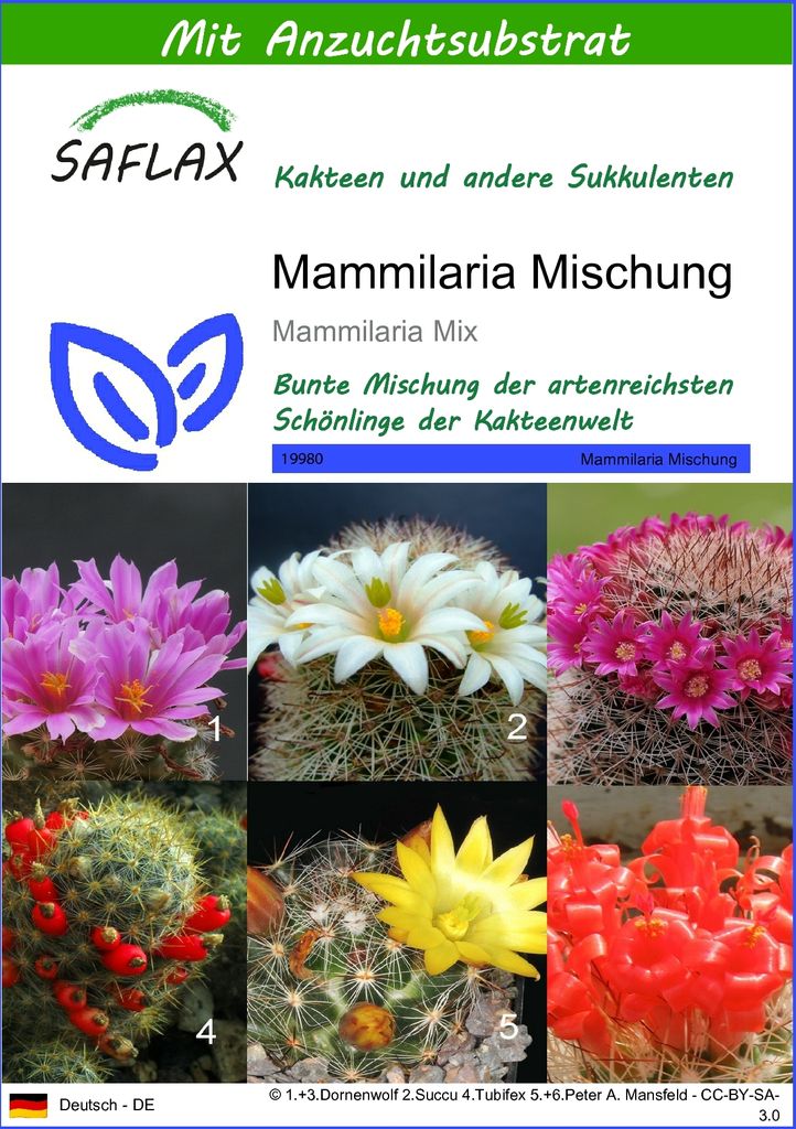 SAFLAX - Kakteen - Mammilaria Mischung - 40 Samen - Mit Produktbild 