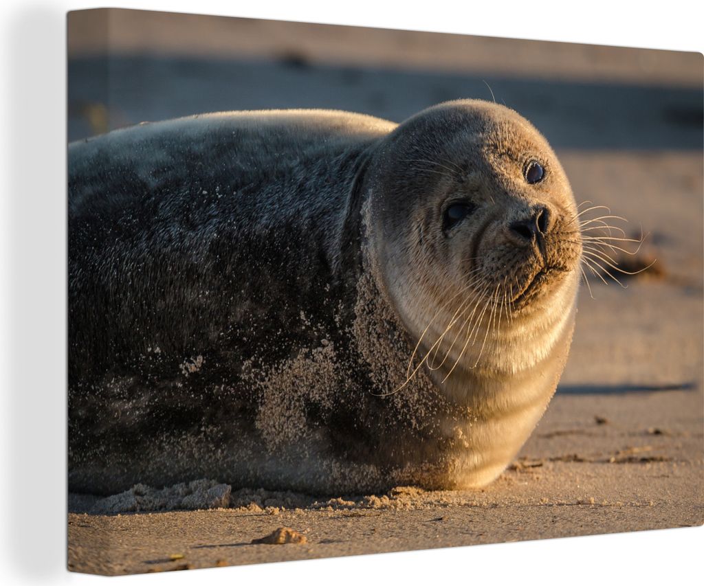 OneMillionCanvasses - Leinwandbilder - 140x90 cm, Robbe ruht sich am Strand aus, Wandbilder Kunstdruck Wanddekoration - Foto auf Leinwand - Gemä...