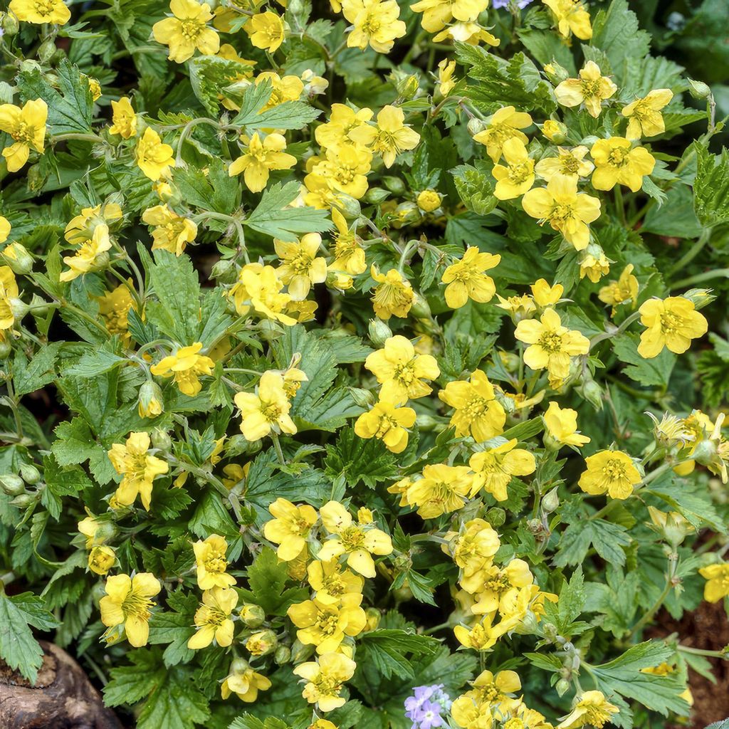 Waldsteinia ternata – 24 Pflanzen – 10-25cm – Ø9cm – Bodendeckerpflanze – Gelbe Blüten – Sonne & Halbschatten – Pflegeleicht –...